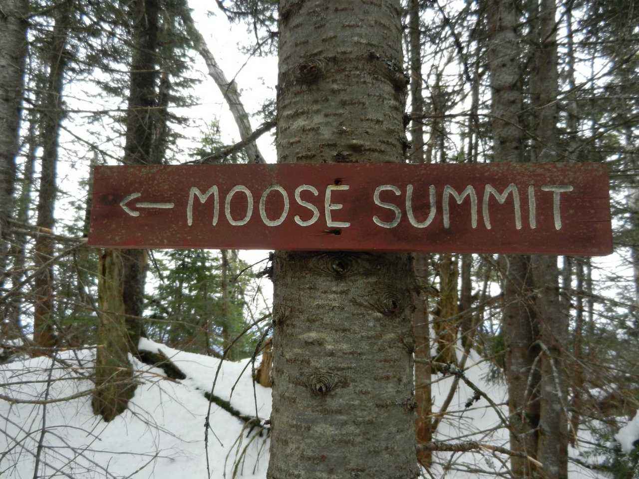 Photo représentant 050 Mont Moose.
